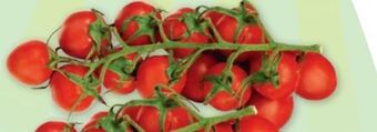 PENNY Cherrytomaten Angebot