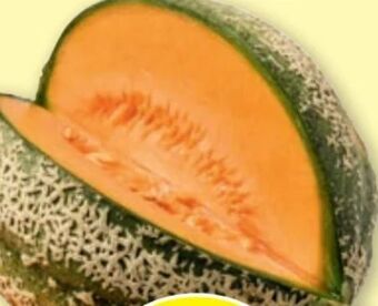 PENNY Zuckermelone Angebot