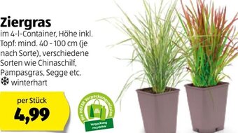 Hofer Ziergras Angebot
