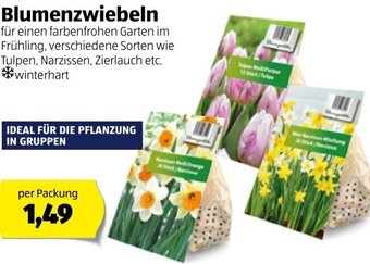 Hofer Blumenzwiebeln Angebot