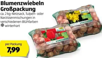 Hofer Blumenzwiebeln Großpackung Angebot