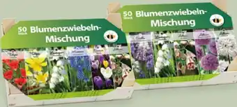 Hofer Blumenzwiebeln Nützlingsgarten Angebot
