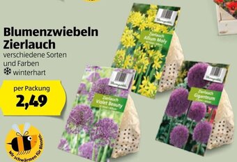 Hofer Blumenzwiebeln Zierlauch Angebot