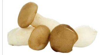 Transgourmet Kräuterseitlinge Angebot