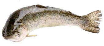 Transgourmet Forelle Angebot