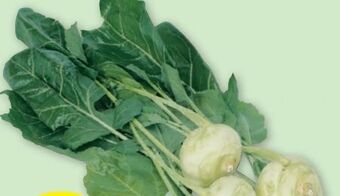 PENNY Kohlrabi Angebot