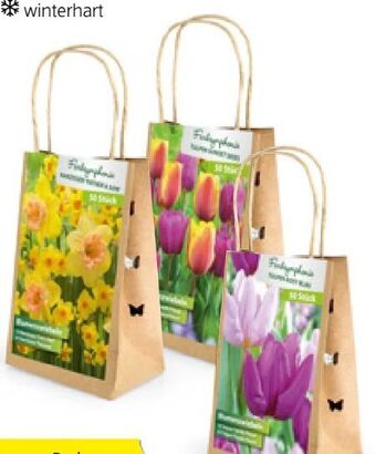 Hofer Blumenzwiebeln Angebot