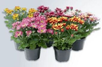 Metro Chrysanthemen mix Angebot