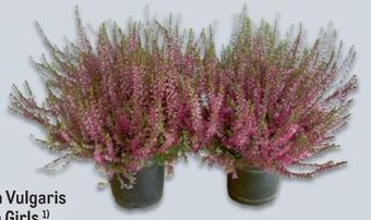 Metro Calluna vulgaris garden girls Angebot
