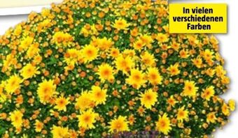 Bauhaus Chrysanthemen multiflora Angebot