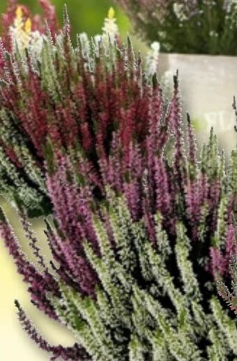 Bauhaus Calluna beauty ladies Angebot