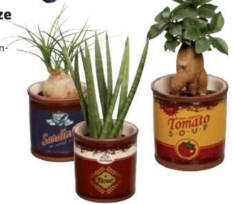 Lidl Pflanze easy care Angebot