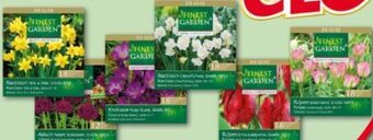 Norma Herbstblumenzwiebeln de luxe Angebot