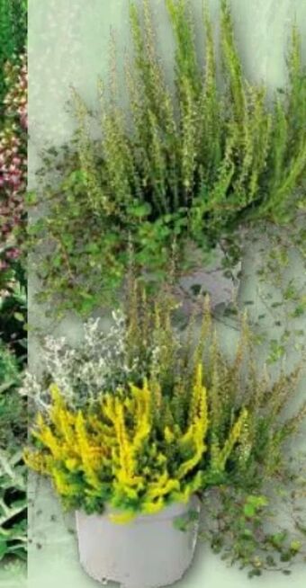 Norma Herbsttraum quattros-trio mix Angebot