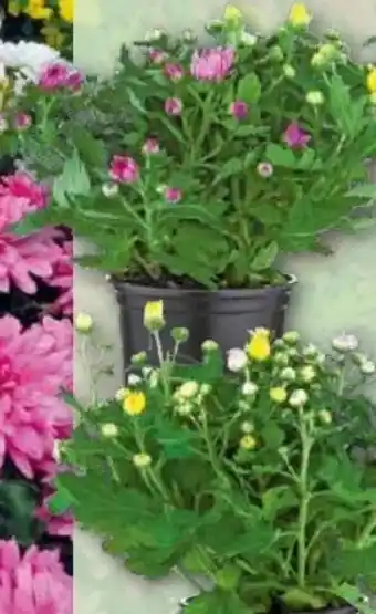 Norma Chrysanthemen xl trio Angebot