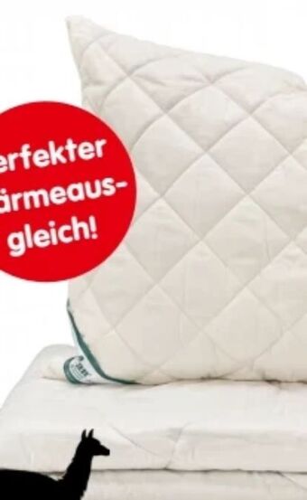 Interspar Frankenstolz polster baby alpaka Angebot