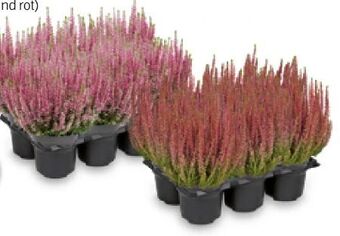 Hofer Callunen beauty ladies Angebot