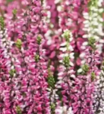 Bellaflora Calluna garden girls Angebot