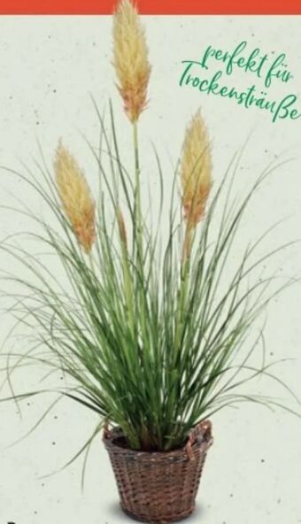 Bellaflora Pampasgras Angebot