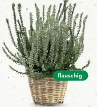 Bellaflora Callunen garden girls Angebot