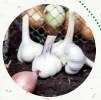 Bellaflora Winter-knoblauch Angebot