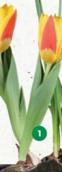 Bellaflora Tulpen Angebot