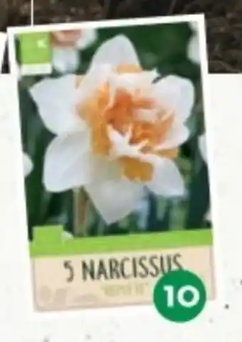 Narzissen