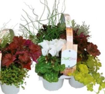 Lagerhaus Herbstpflanzen-mix Angebot
