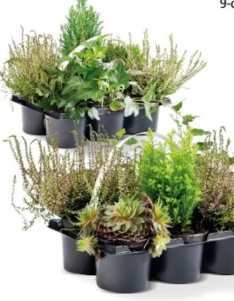 Interspar Heidegarten mix Angebot