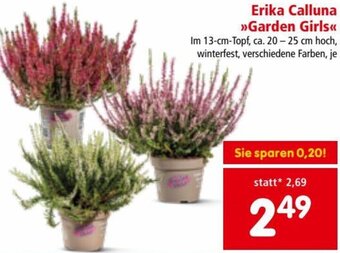 Erika Calluna Garden Girls