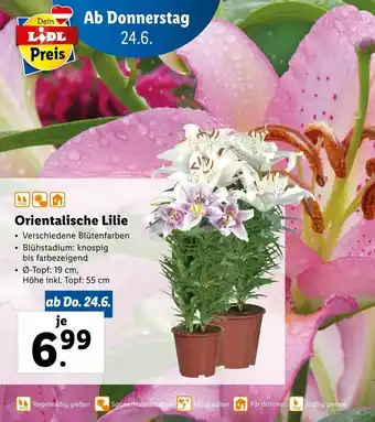 Lidl Orientalische Lilie 55cm Angebot