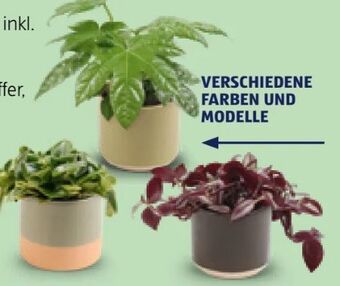 Hofer Grünpflanzen Angebot