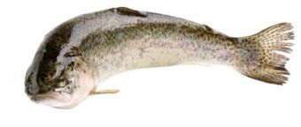 Transgourmet Forelle Angebot