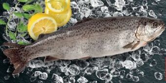 Lidl Forelle Angebot