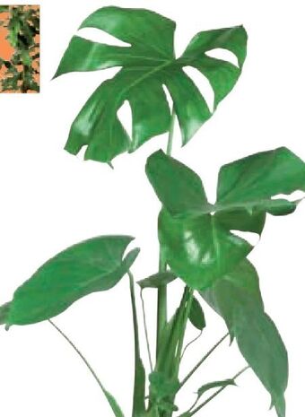 Lidl Grünpflanzen Angebot