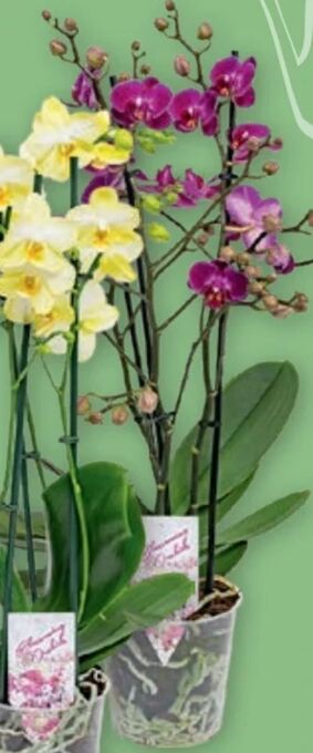 PENNY Orchidee phalaenopsis Angebot