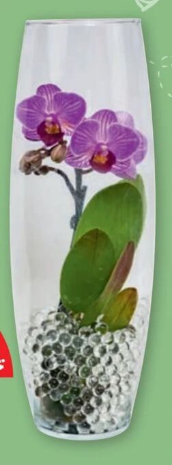 PENNY Mini-orchidee Angebot