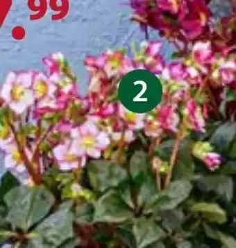 Dehner Schneerose ice n‘roses rose Angebot