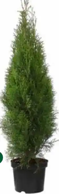 Dehner Thuja smaragd Angebot