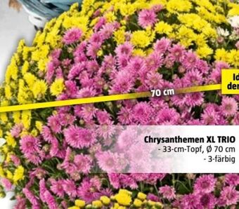 Bauhaus Chrysanthemen xl trio Angebot