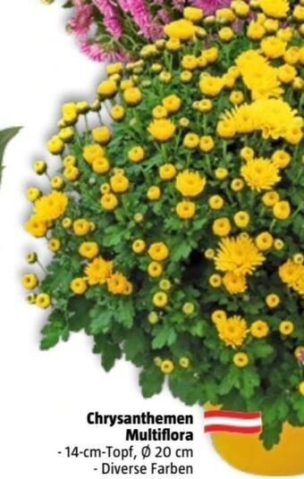 Bauhaus Chrysanthemen multiflora Angebot