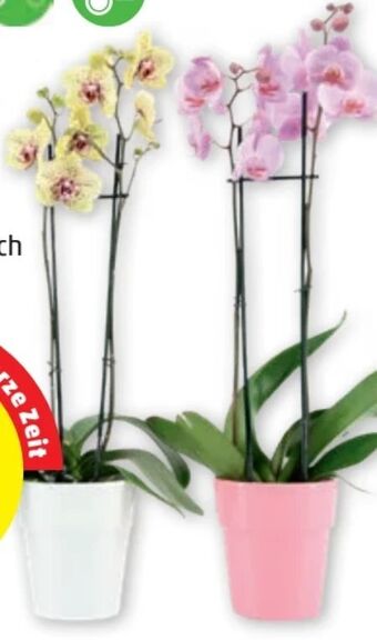 PENNY Orchidee phalaenopsis Angebot