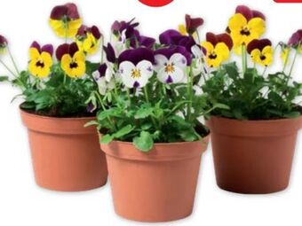 PENNY Farbenfrohe stiefmütterchen Angebot