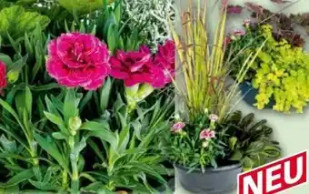 Norma Herbsttraum quattros-trio mix Angebot