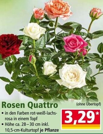 Norma Rosen Quattro Angebot