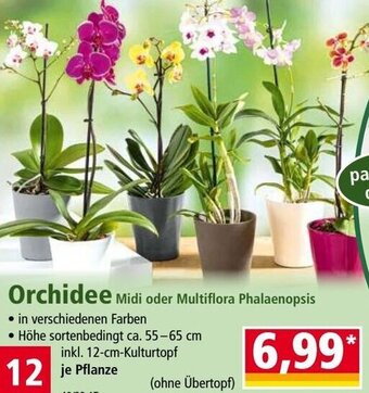 Norma Orchidee Angebot
