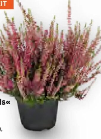 Billa Calluna garden girls Angebot