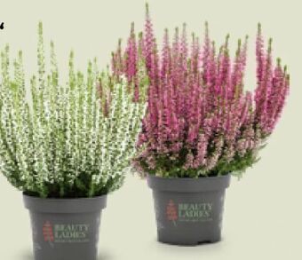 Hofer Callune beauty ladies Angebot