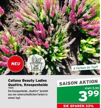 Calluna Beauty Ladies Quattro, Knospenheide