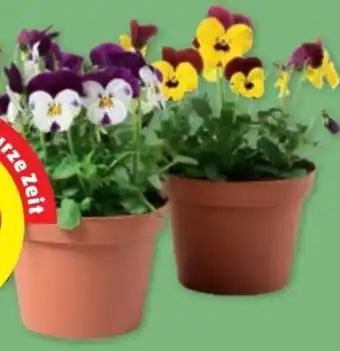PENNY Farbenfrohe stiefmütterchen Angebot